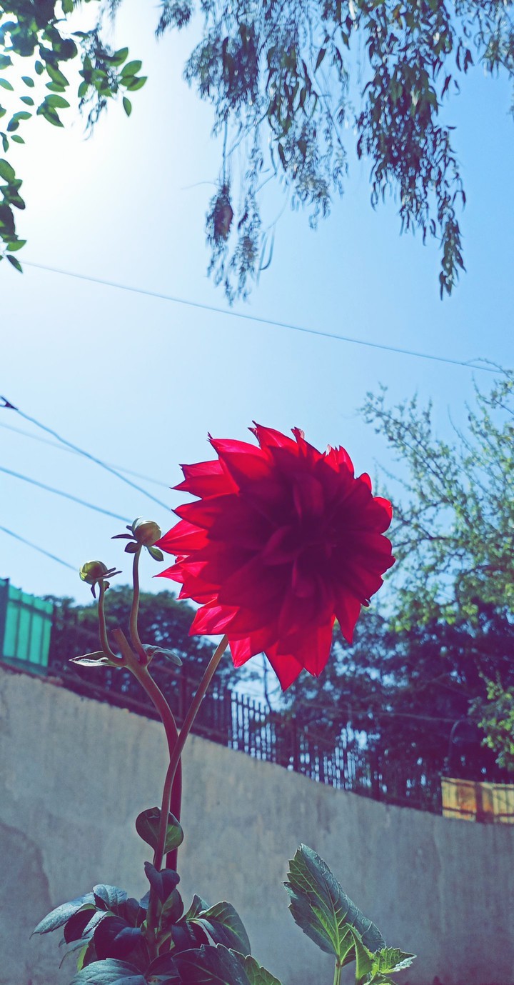 flower