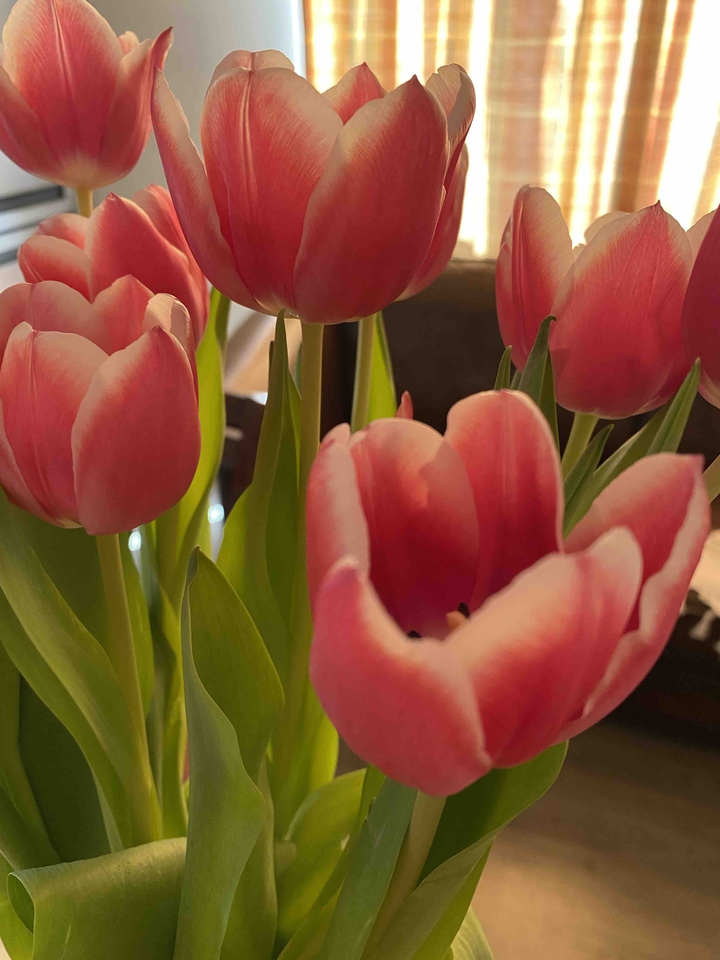 tulip