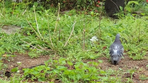 bird