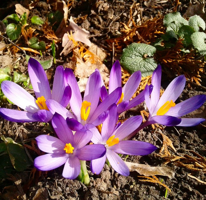 Crocus