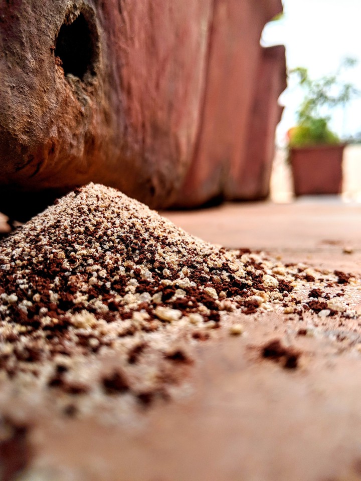 Sand grains from pot - put out by ants
