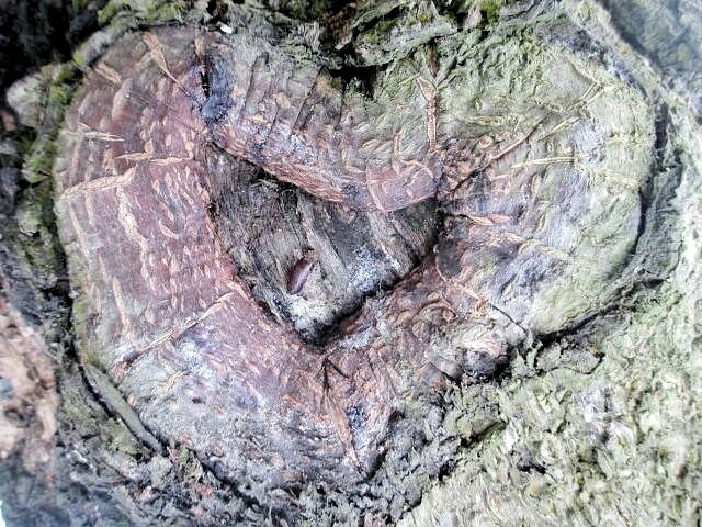 Tree Love ❤