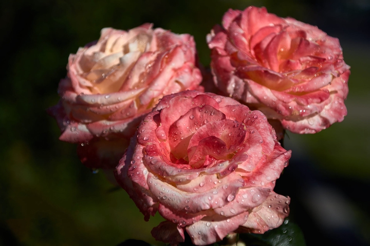rose