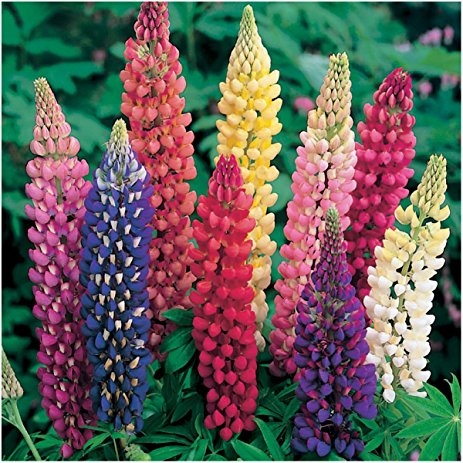 lupines
