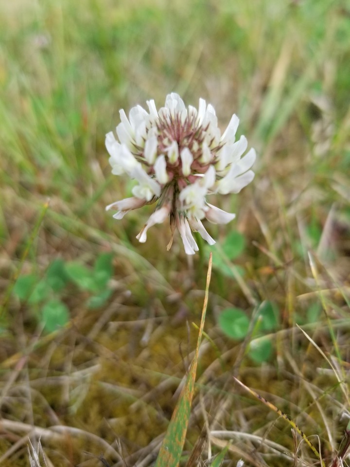 flower happiness 11