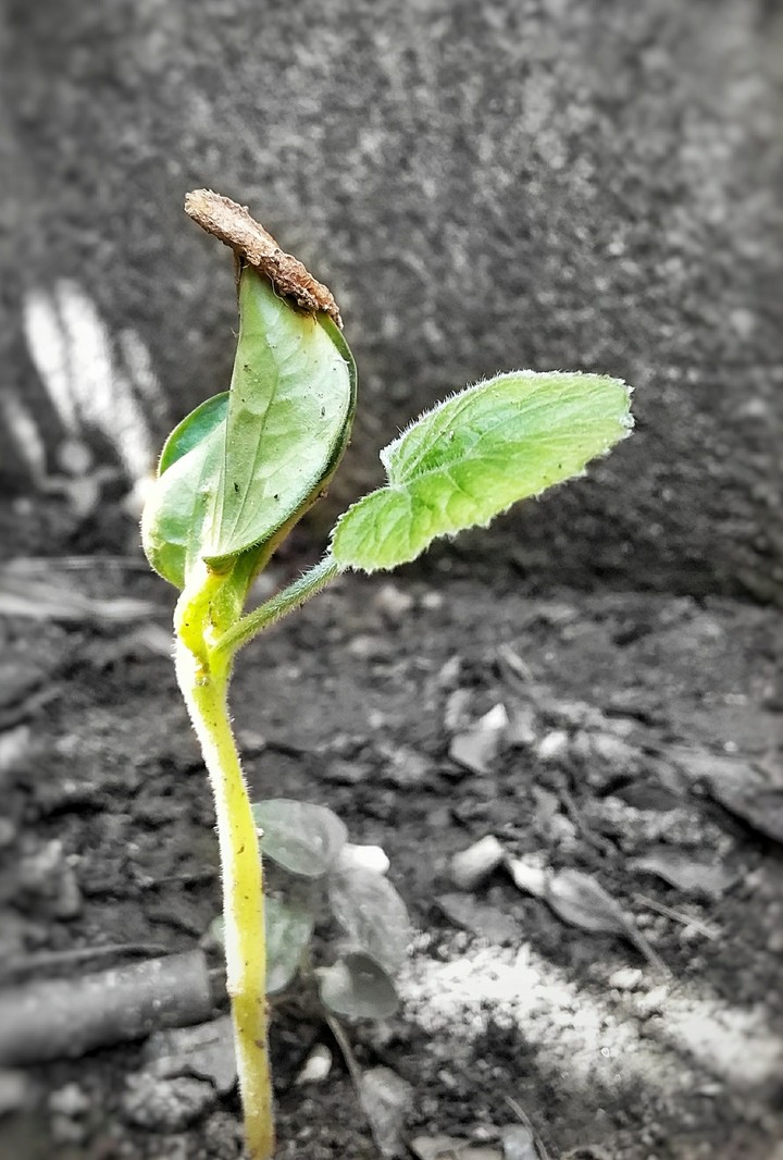Being a tree