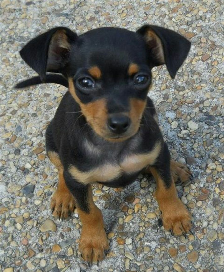 Min Pin Puppy
