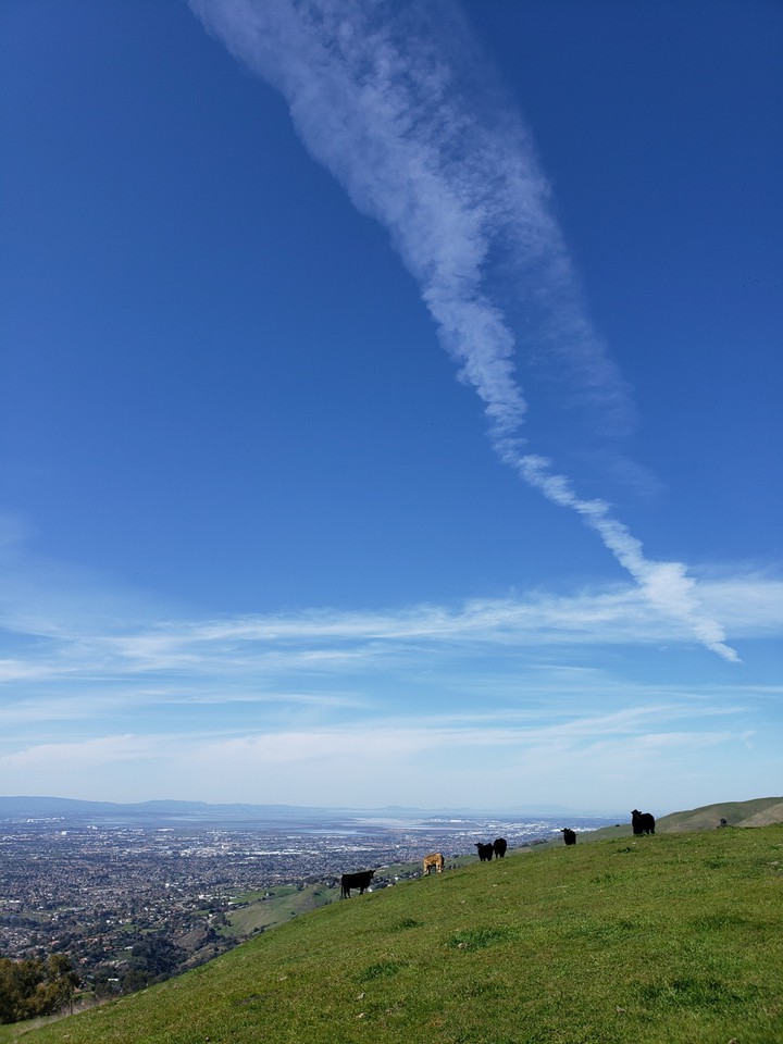 Cows on a hill