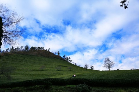 보성녹차밭(BiSeong_GreenTea_field)