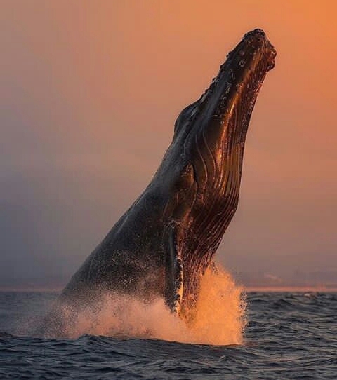 #bluewhale