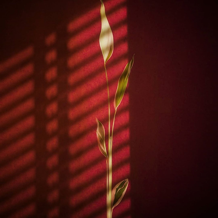 oneplus shot