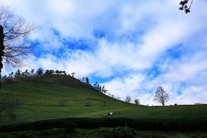 보성녹차밭(BiSeong_GreenTea_field)