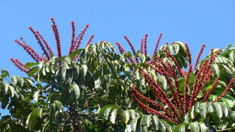 sumac, tree वॉलपेपर