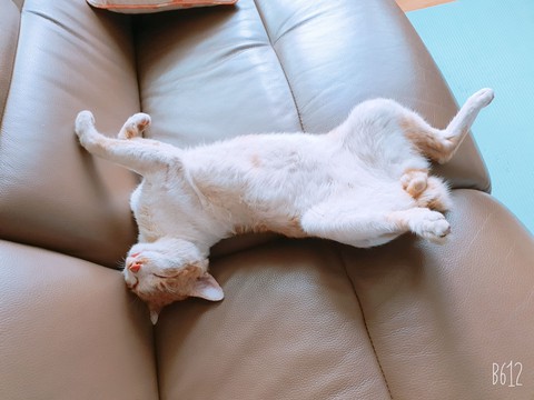 노랭이