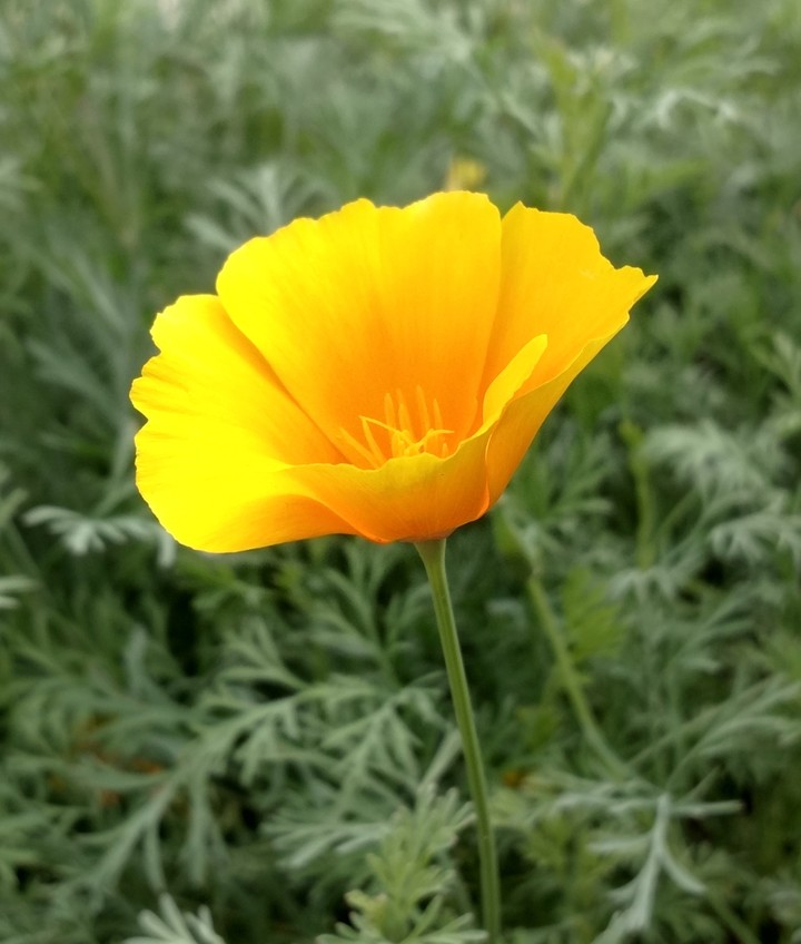 yellow Poppy