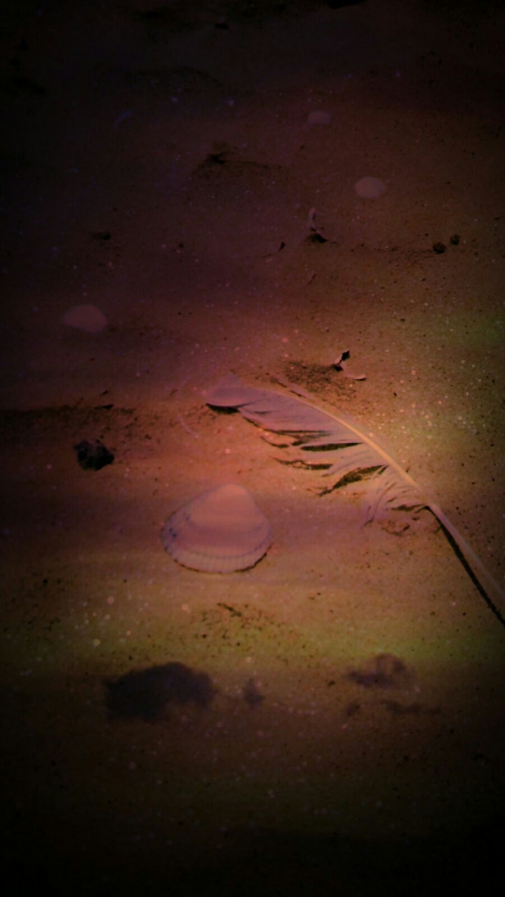 shell on the sand
