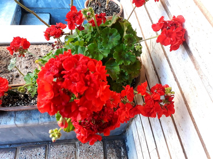 Geranium ♥️