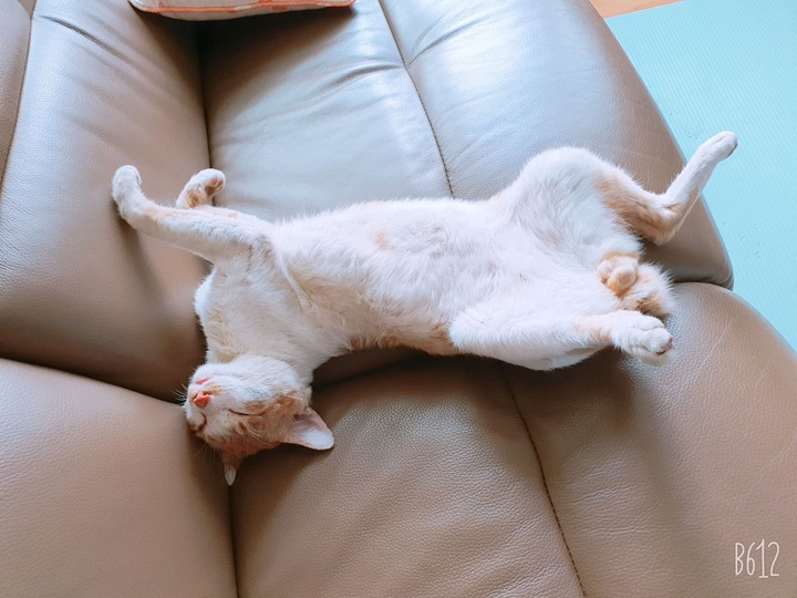 노랭이