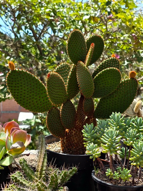 sfondi Nopal, produce