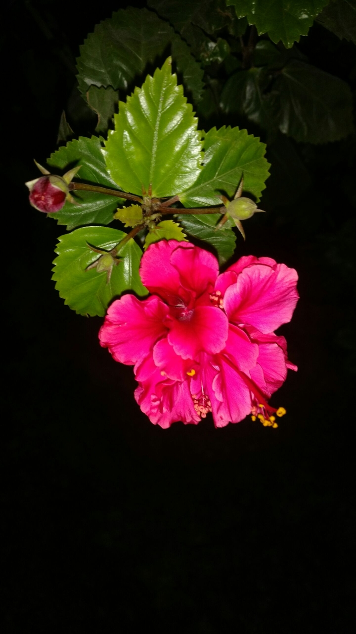 flower