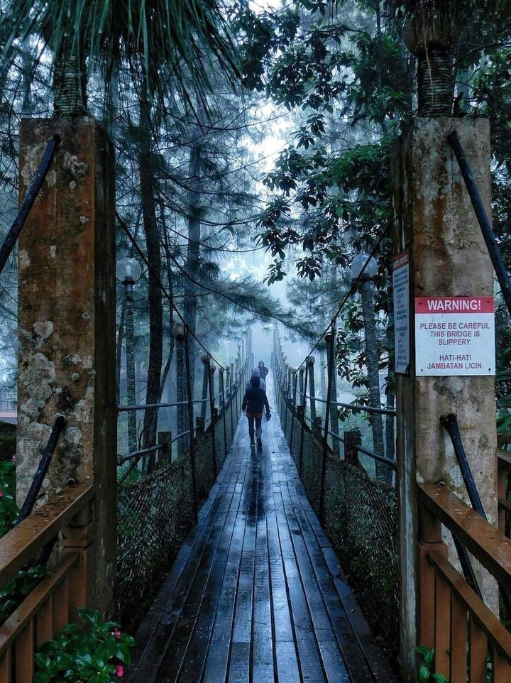 Jungle bridge walk