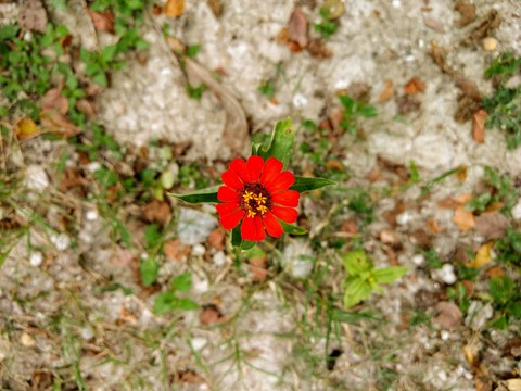 Flor roja