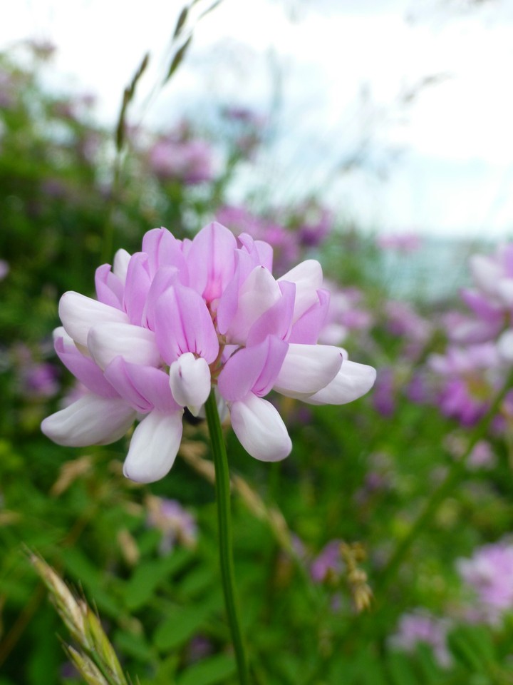 Flowers by the water