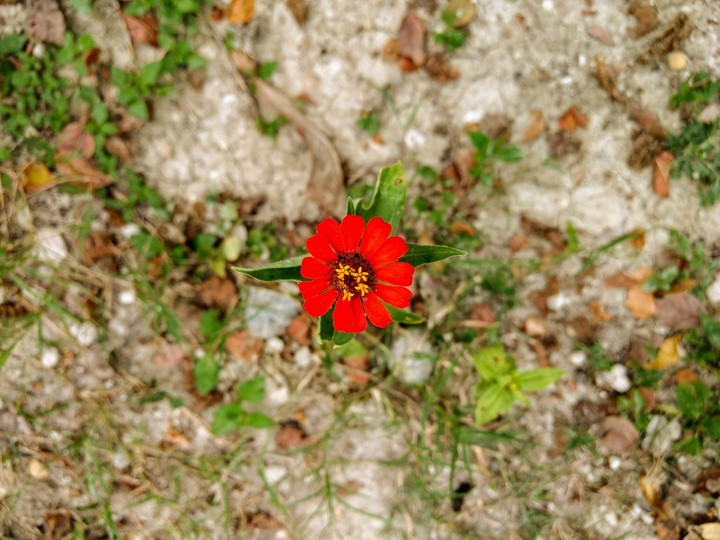 Flor roja