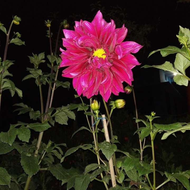 Delhi Flower