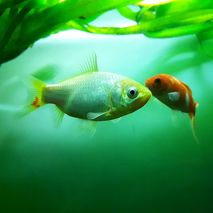 fish
