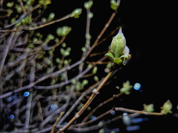 little spring