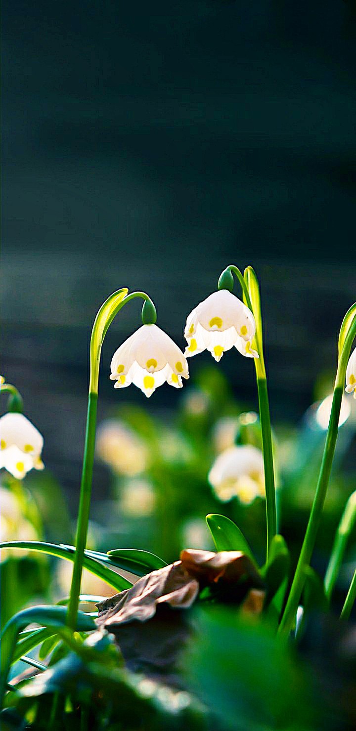 flower (lily of valley)