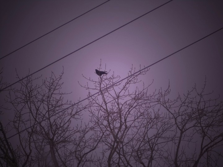 Crow
