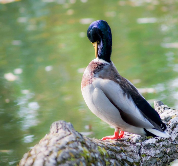 bird