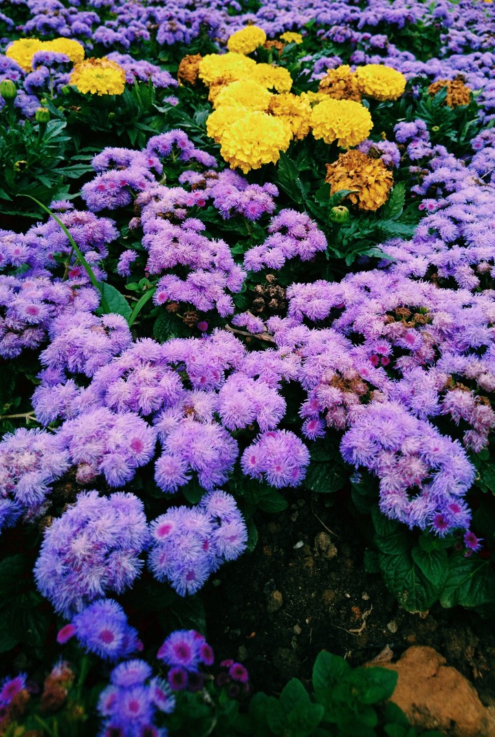 Purple and yellow