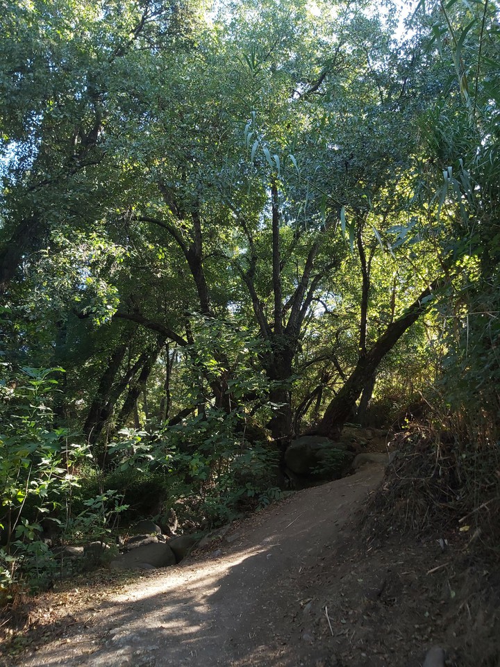 forest