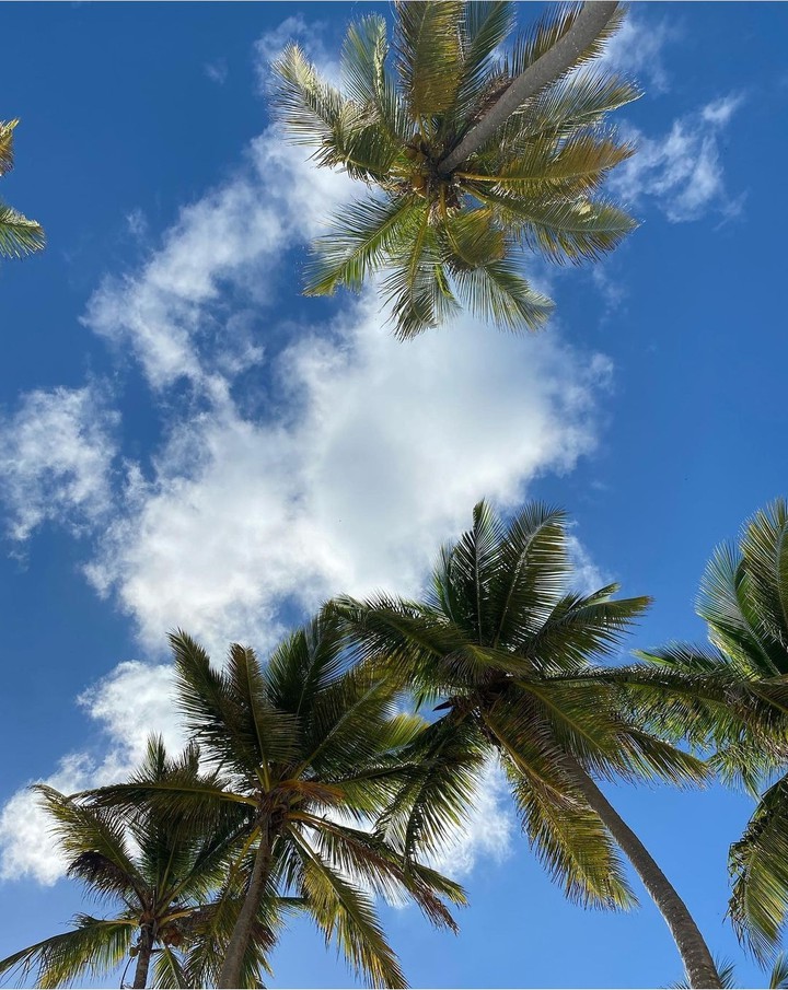 palm