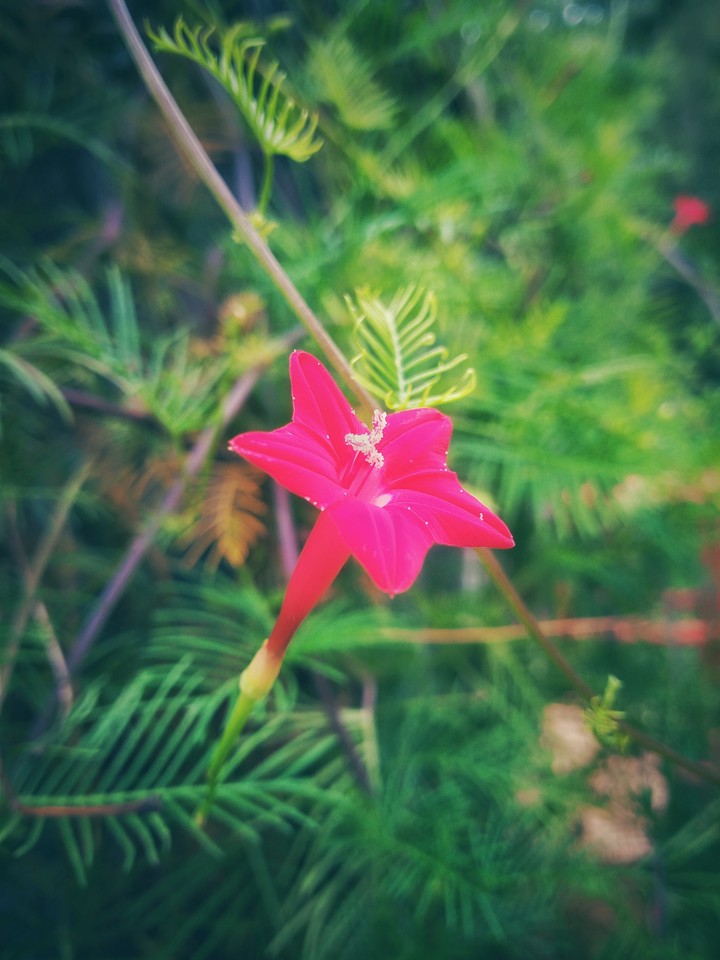 Red flower