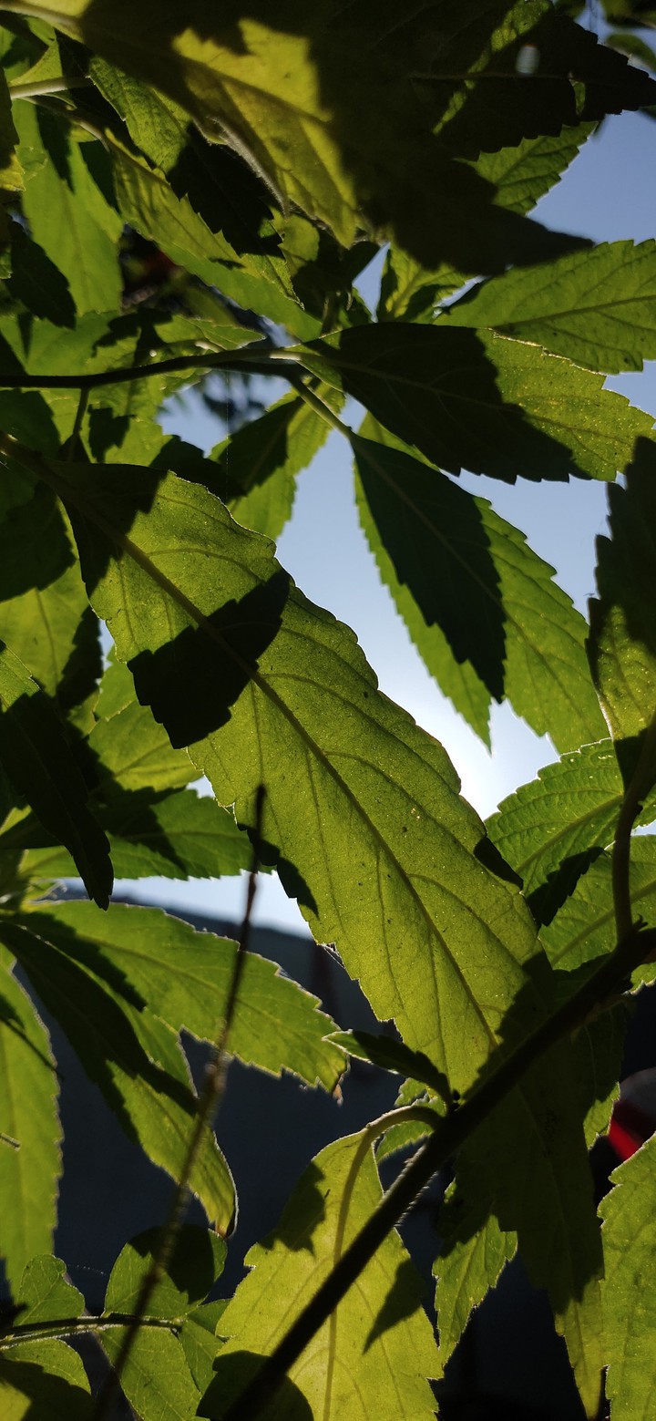 nature photoclip