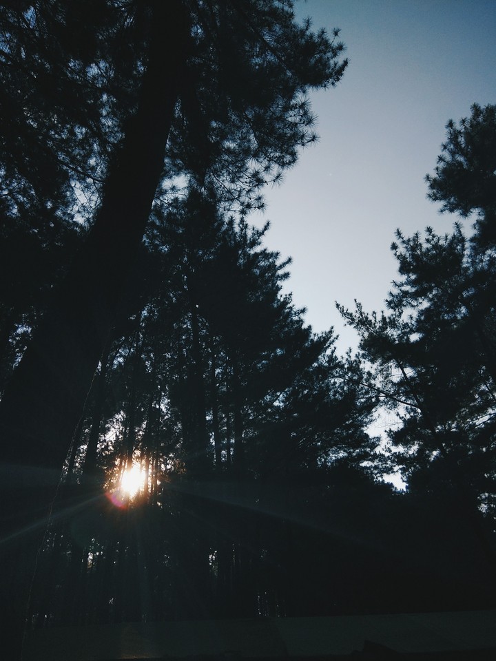 pine trees