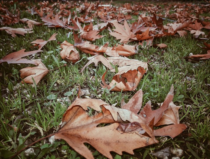 autumn