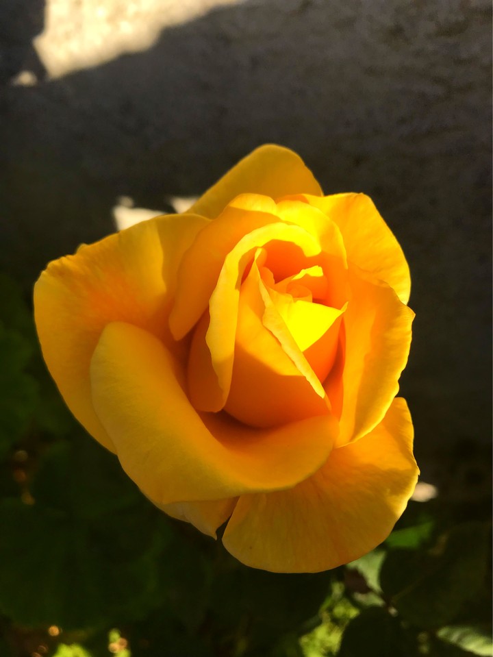 floweryellow