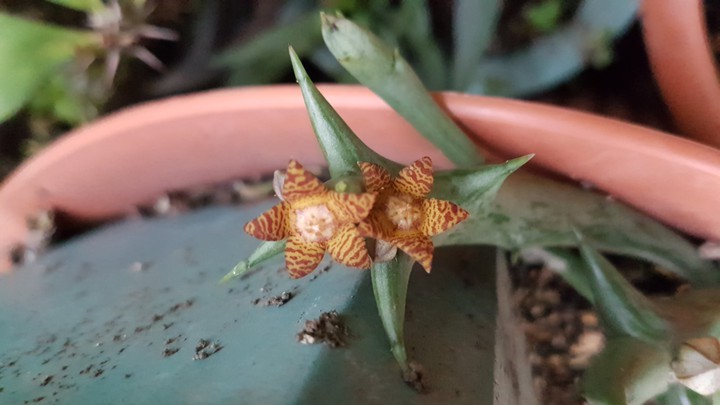 flor de cactus