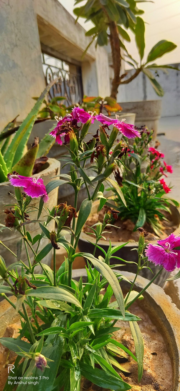 Flowers