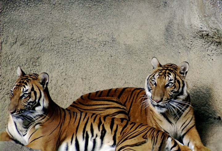 tiger