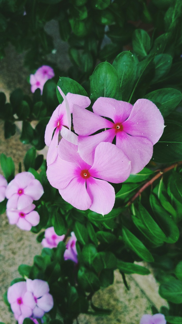 flower
