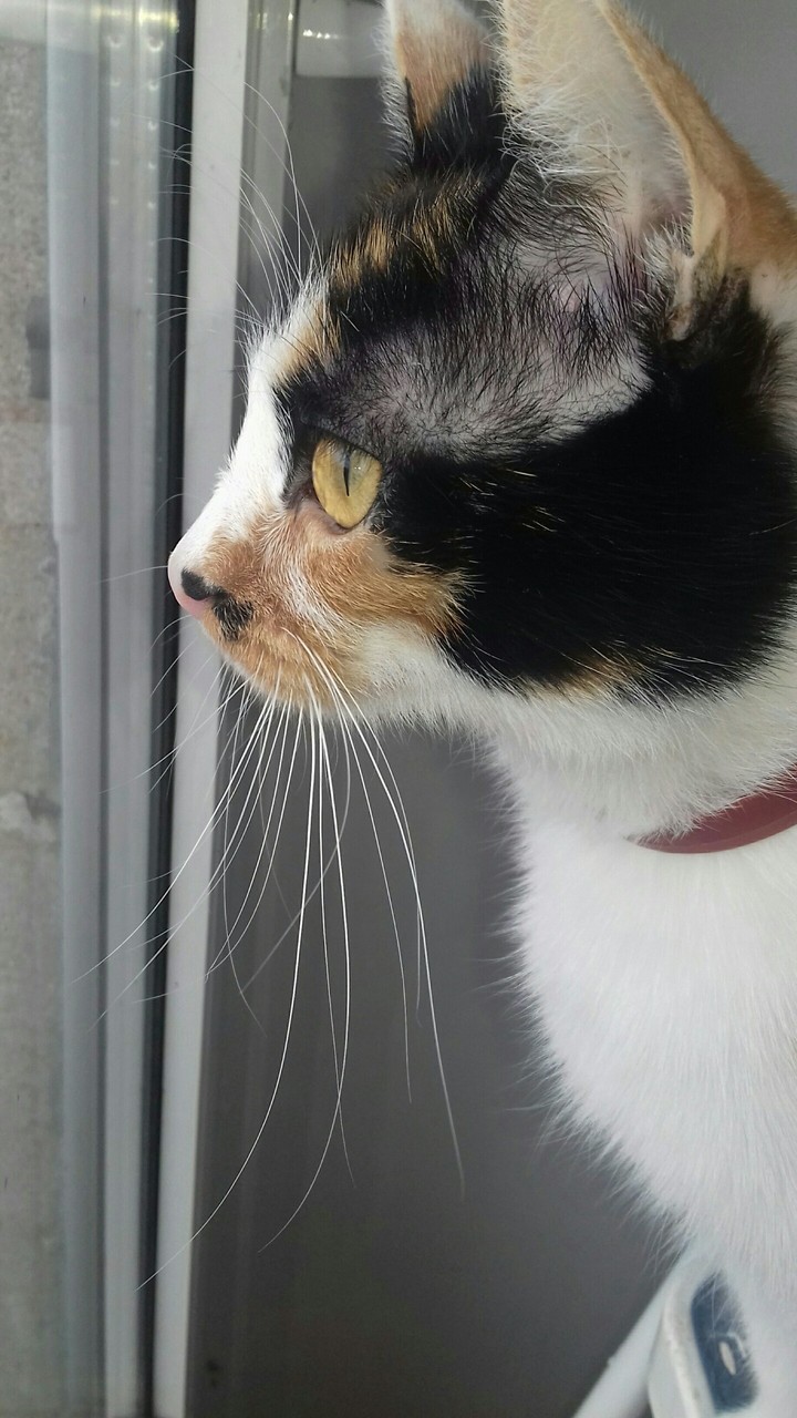 Kitty ❤❤