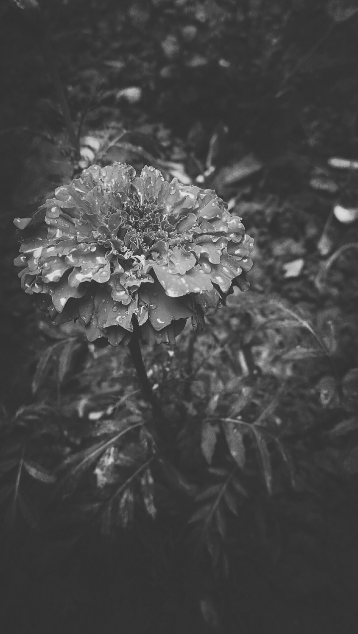 flower ❤❤