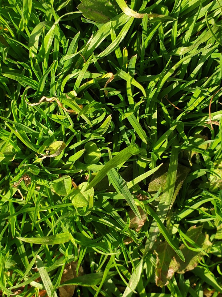 plant