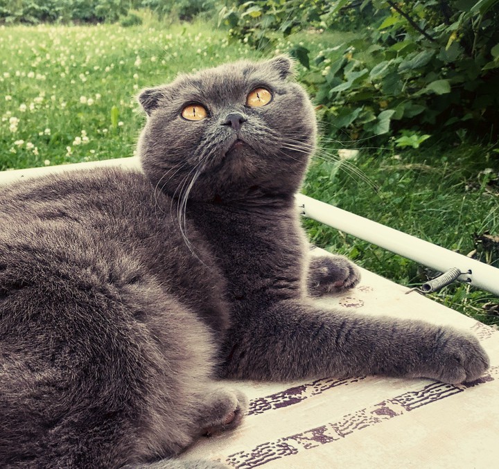 It's my cat Asya